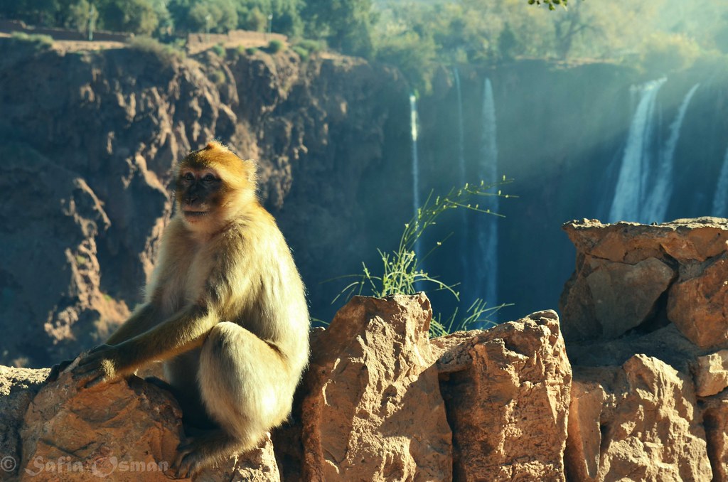 Monkey chilling in Ouzoud waterfalls