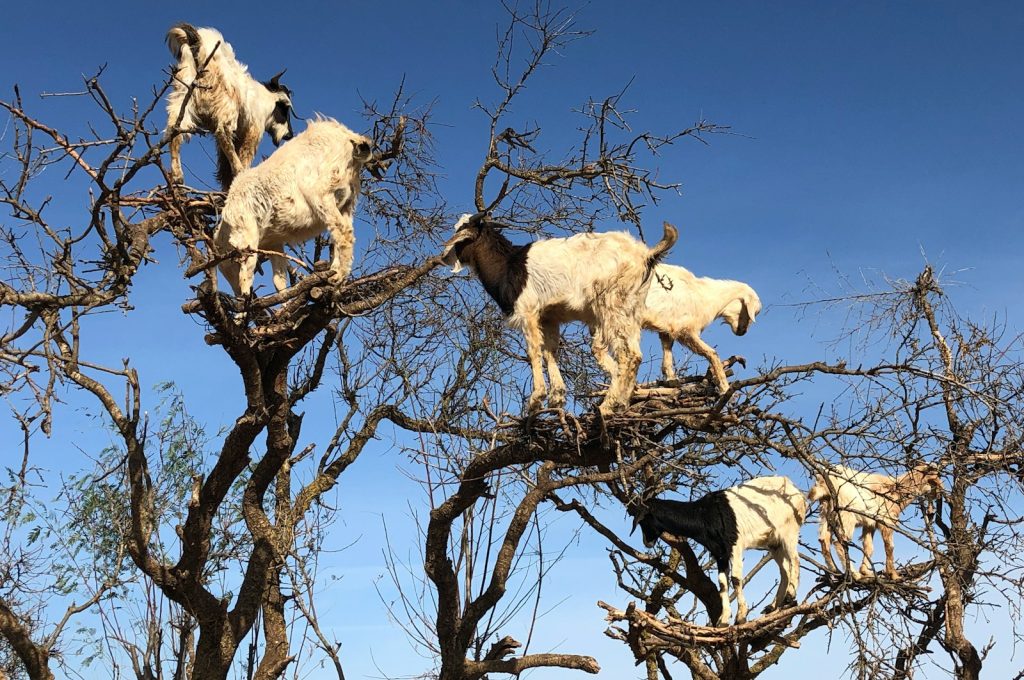 white goats on brown tree branch during daytime